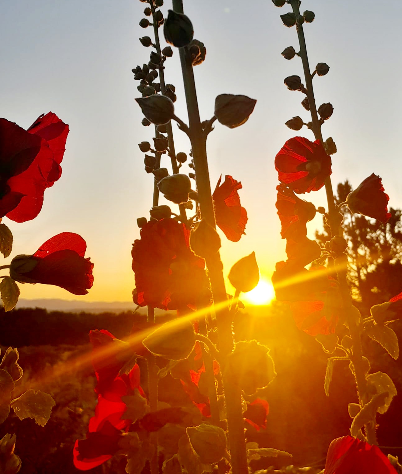 IMG-20250624-WA0004(1)